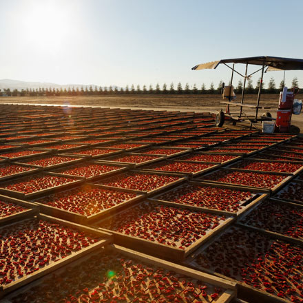 Sun Dried Tomatoes drying under California sun