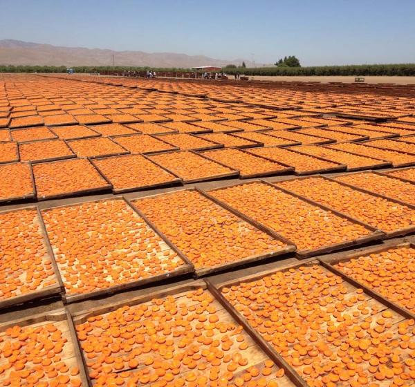 Organic California Sun Dried Apricots