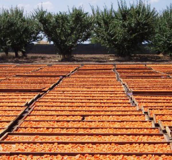 Natural California Sun Dried Apricots