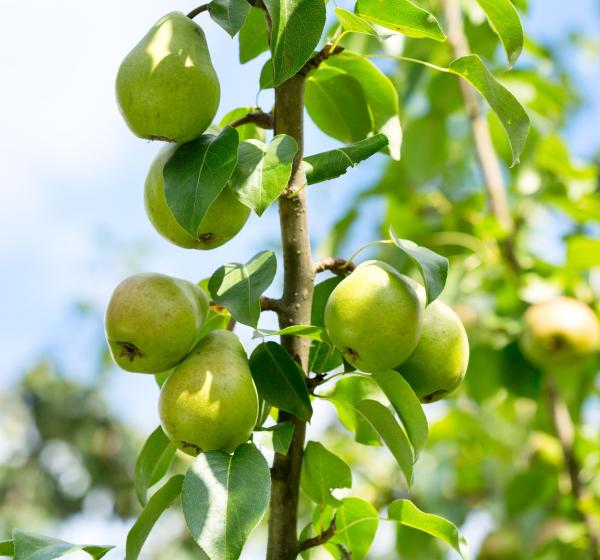 Organic Dried Pears