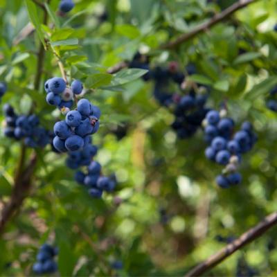 Natural California Sun Dried Blueberries