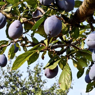 Traina Foods Plum Orchard